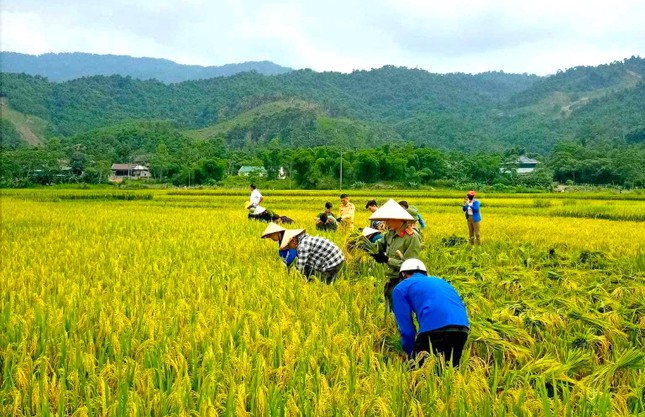 Đoàn viên thanh niên, công an đội nắng thu hoạch lúa giúp người dân
