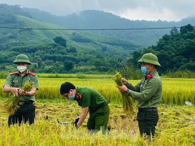 Công an, thanh niên đội nắng xuống đồng giúp người dân gặt lúa