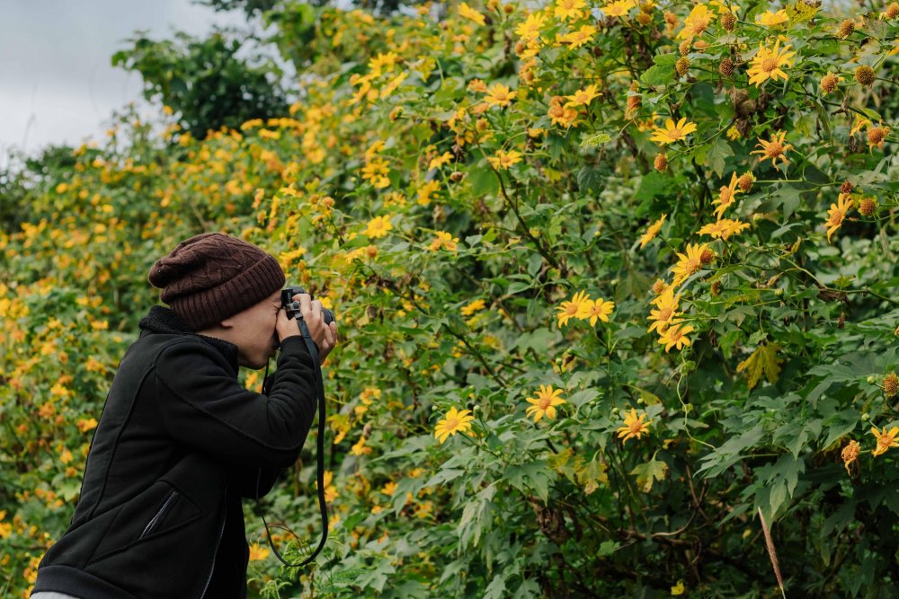 Bạn trẻ mê mẩn 'check-in' với hoa dã quỳ nở rộ ở miền tây Quảng Trị