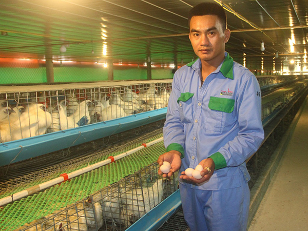 Mở hướng làm giàu: Một chàng trai nuôi gà ác lấy trứng bằng công nghệ cao
