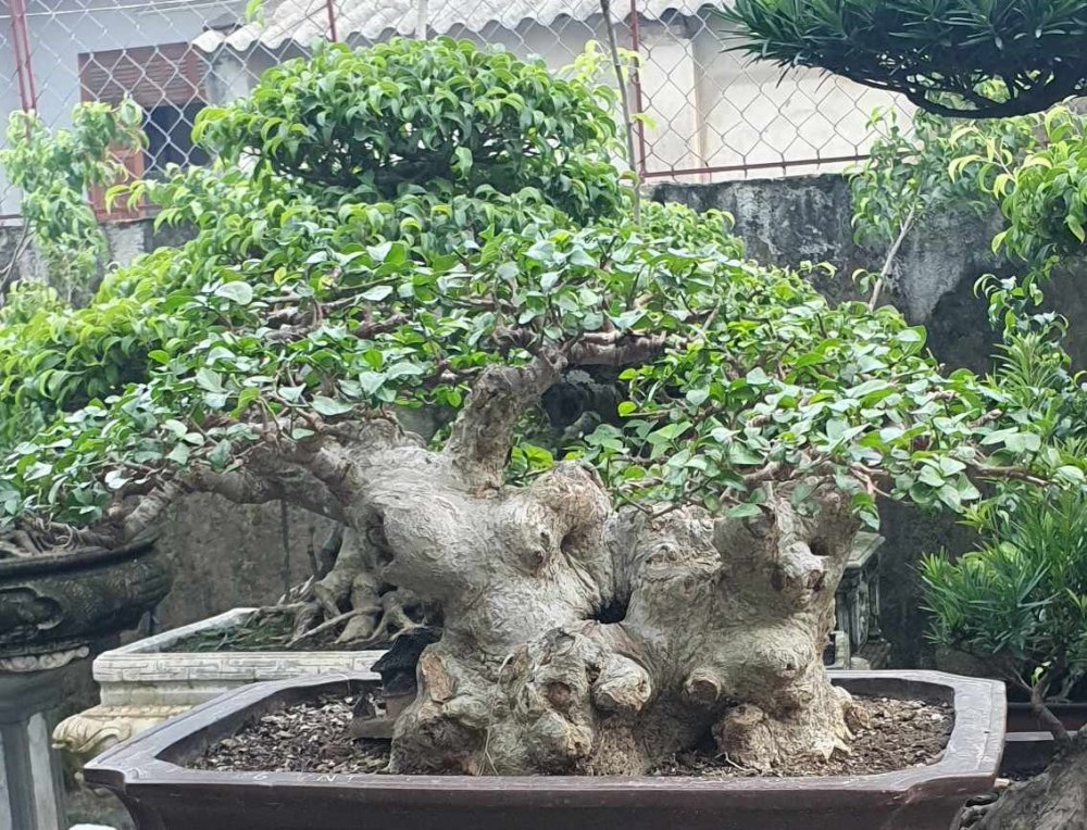Kiếm tiền triệu nhờ 'hô biến' cây duối thành bonsai