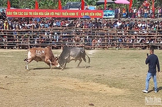 Sôi động Lễ hội chọi bò ở huyện Bảo Lâm, tỉnh Cao Bằng