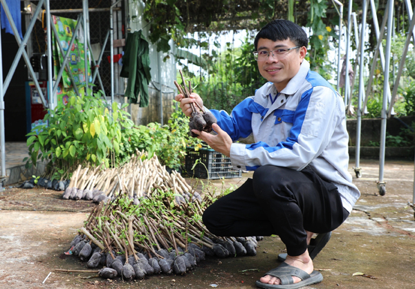 Chàng trai trồng cỏ để bán, thu lãi 300 - 400 triệu đồng/năm