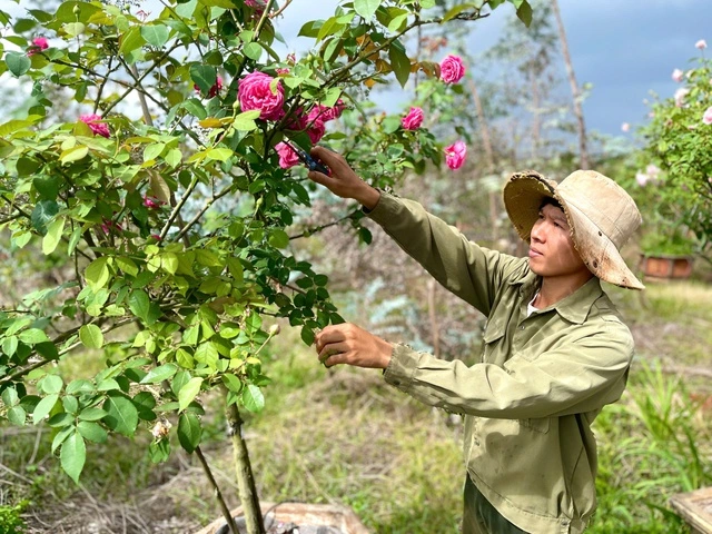 Chàng trai có doanh thu tiền tỉ từ trồng hoa hồng cổ