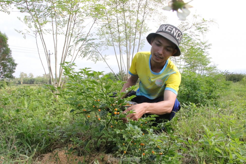 Khởi nghiệp từ nông nghiệp sạch, hữu cơ: Xu hướng của nhiều người trẻ Quảng Ngãi