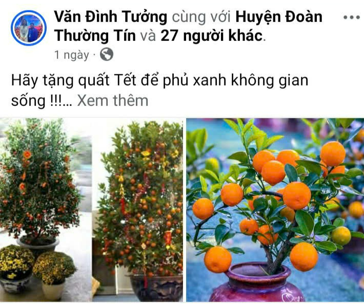 Giải cứu bánh kẹo, cây cảnh sau Tết