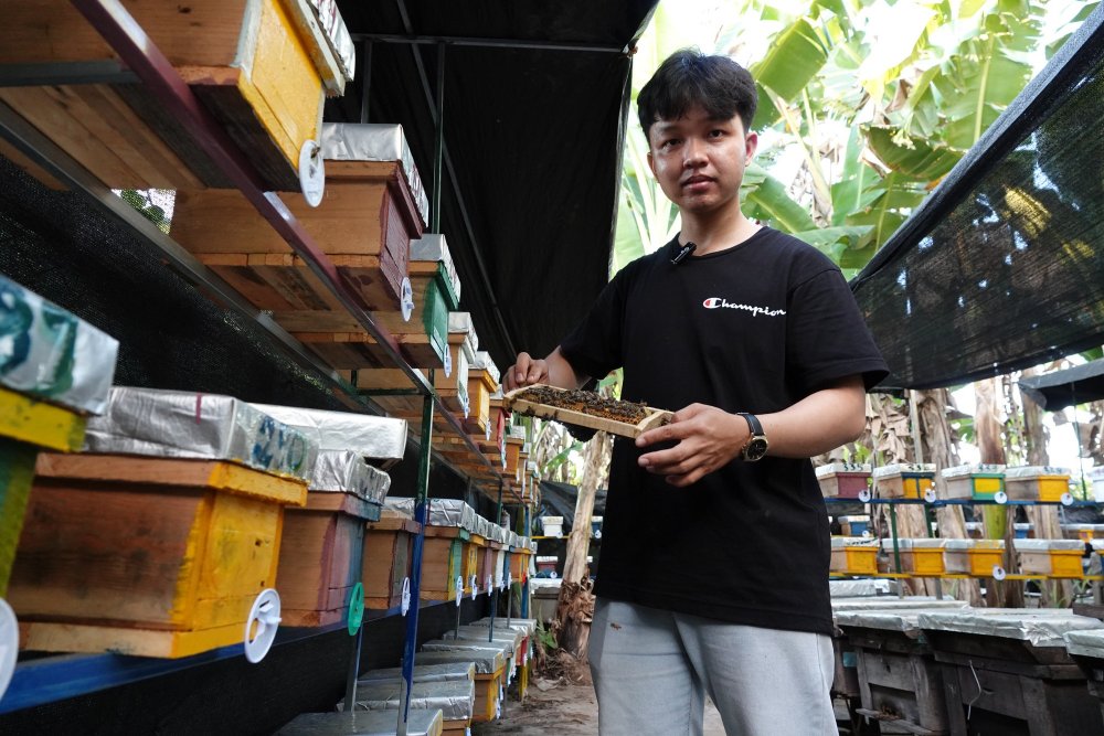 Nuôi ong chúa bán giống, nam sinh có thu nhập tự lo chi phí học hành