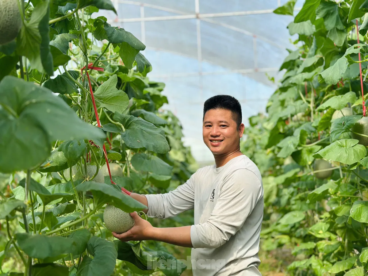 Vườn dưa, nho bạc tỉ của chàng kỹ sư đam mê làm nông nghiệp sạch