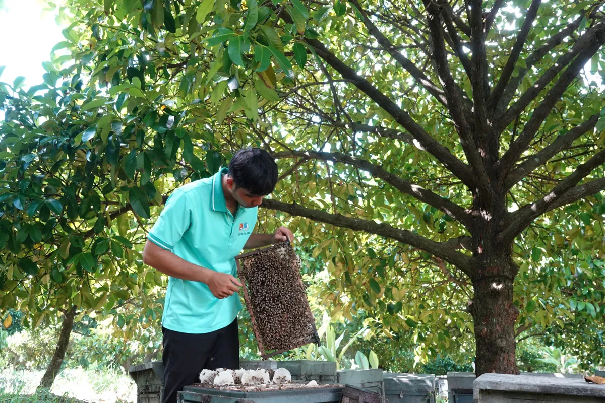 Thanh niên Cần Thơ khởi nghiệp từ nuôi ong