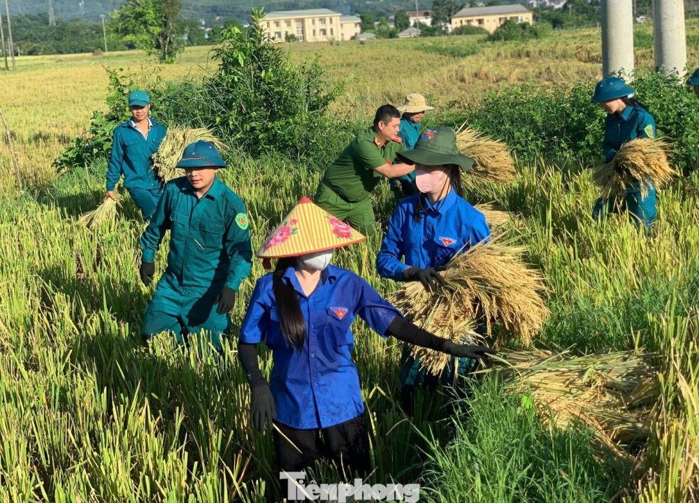 Bộ đội cùng thanh niên Phú Thọ gặt lúa giúp người dân trước bão