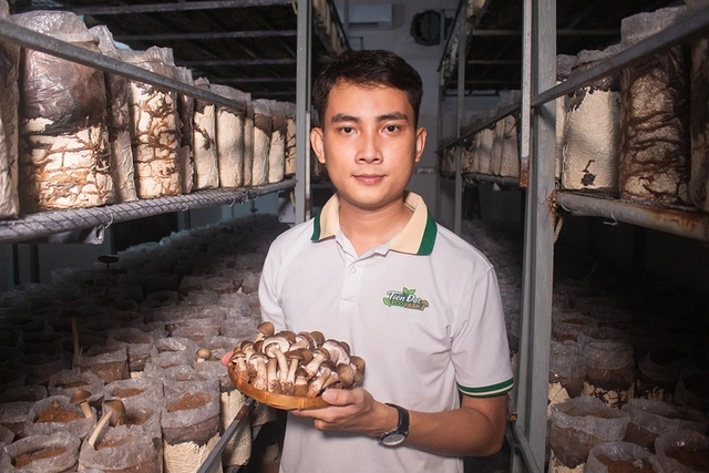 Sở hữu 3 bằng đại học, chàng trai về quê trồng nấm mối đen