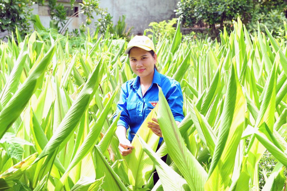 Nữ cử nhân Sinh học 'đánh thức' vùng dược liệu, làm giàu ở đất Cố đô