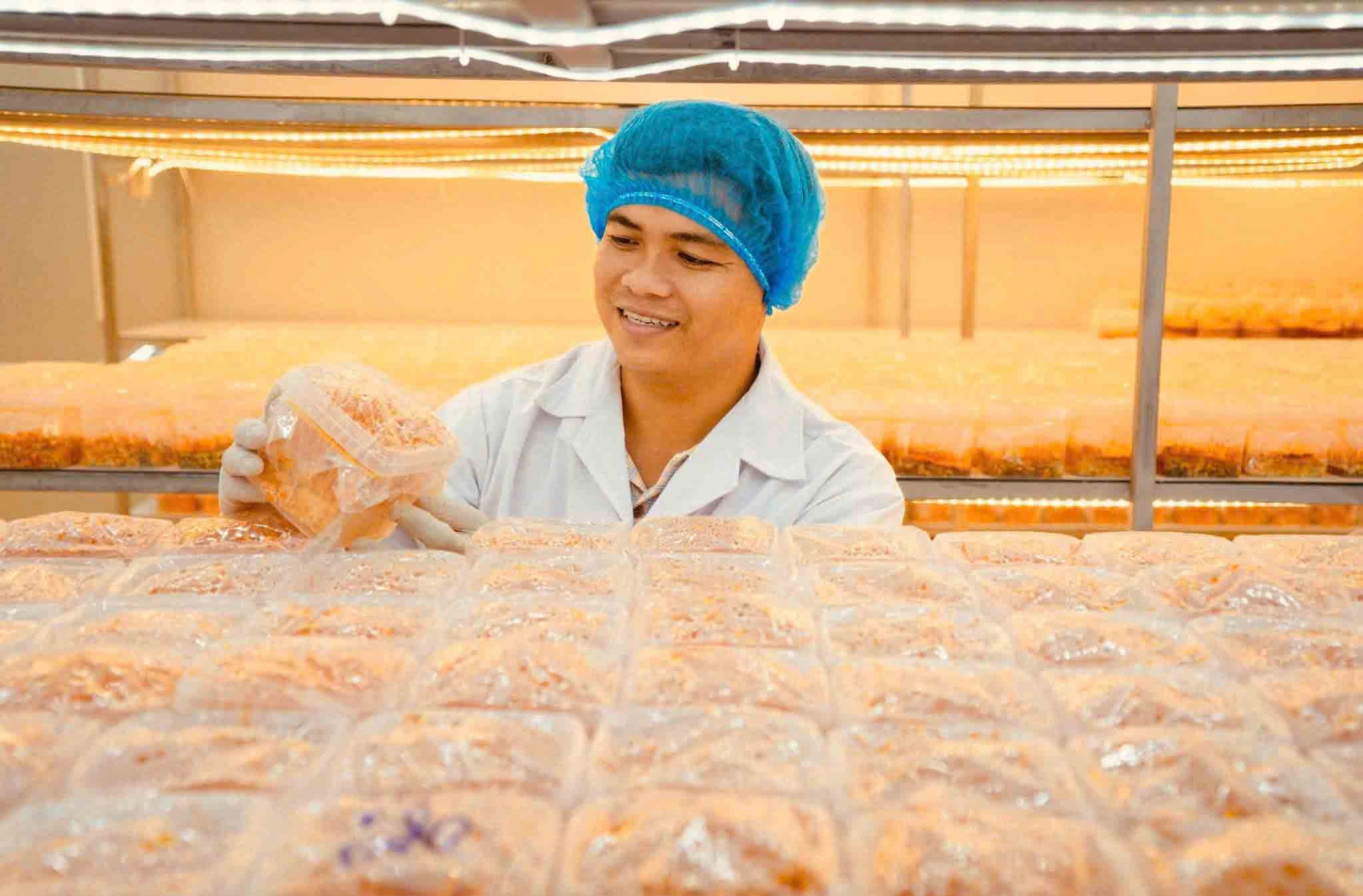 Thạc sĩ làm nông thời công nghệ: Thiết kế khí hậu để nuôi trồng nấm... khó tính