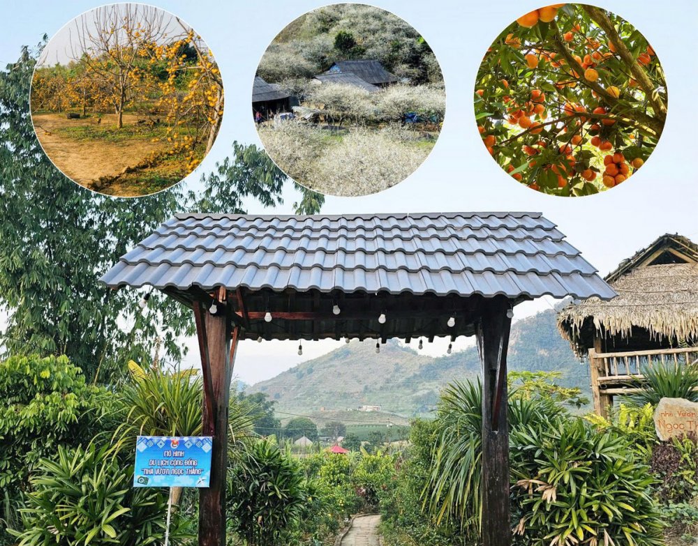 Nhà vườn Ngọc Thắng - điểm đến du lịch trải nghiệm tại Mộc Châu