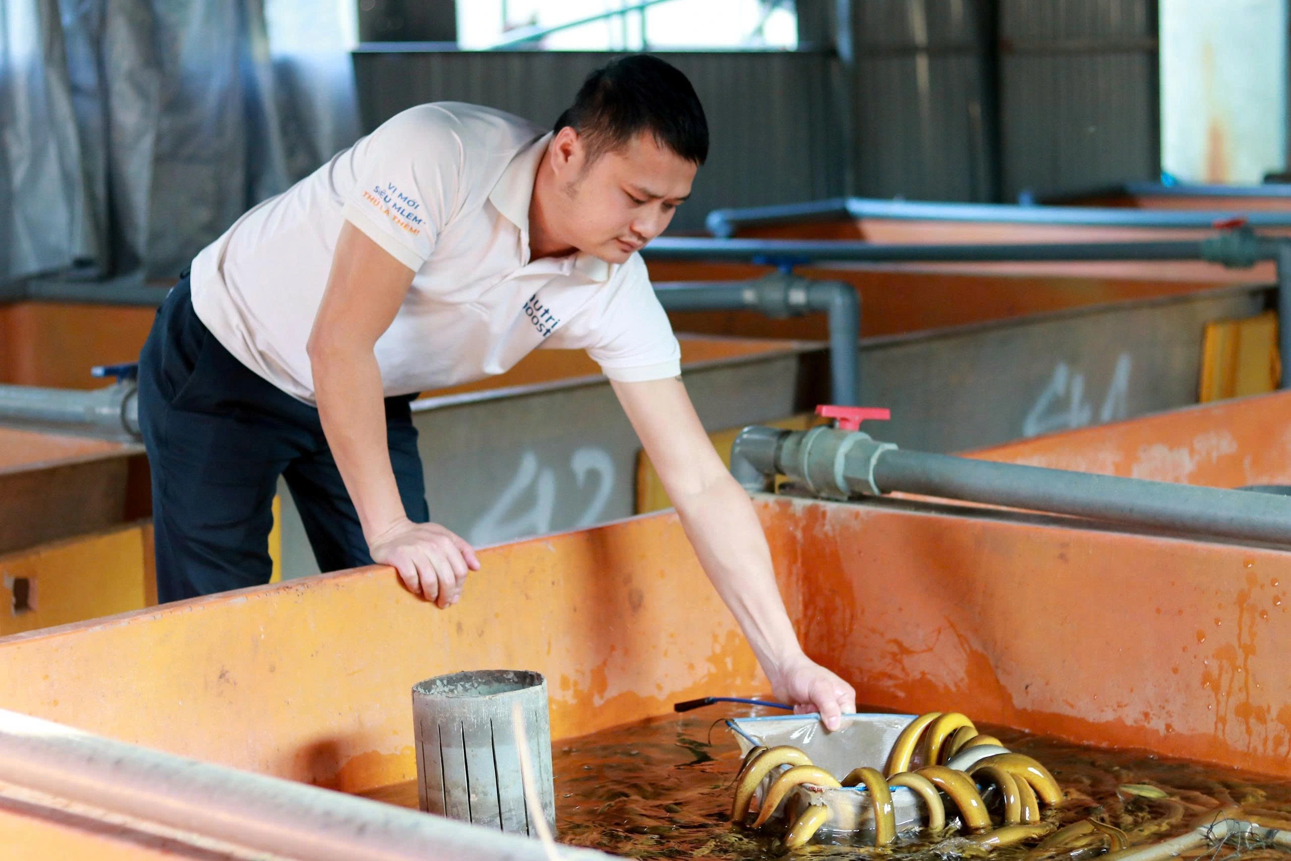 Doanh thu tiền tỉ nhờ nghề nuôi lươn không bùn