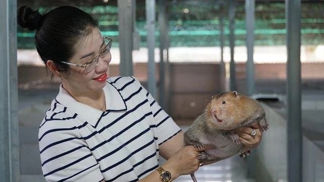 Thành công từ nuôi con dúi má đào, bán 12 triệu đồng/cặp