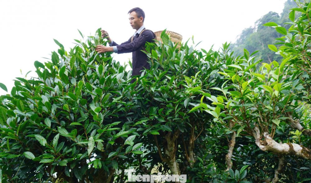 Bí thư chi bộ Gen Z muốn khách hàng 'nhấp một ngụm trà, thấy cả một không gian văn hóa'