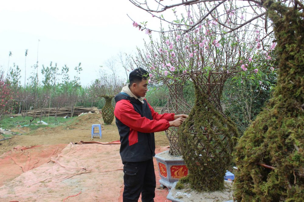 Trồng đào lục bình, nam thanh niên Phú Thọ kiếm bộn tiền mỗi vụ Tết