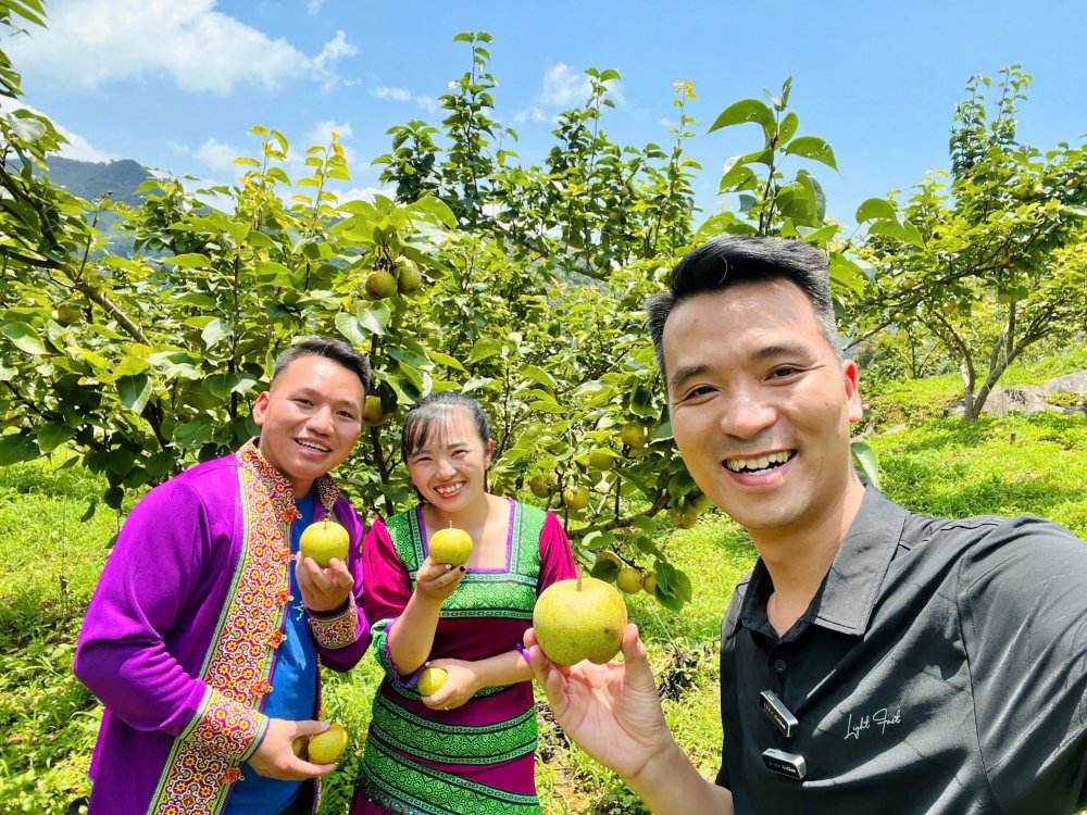 Mô hình trồng lê Tai Nung của chàng trai dân tộc Mông ở Lào Cai