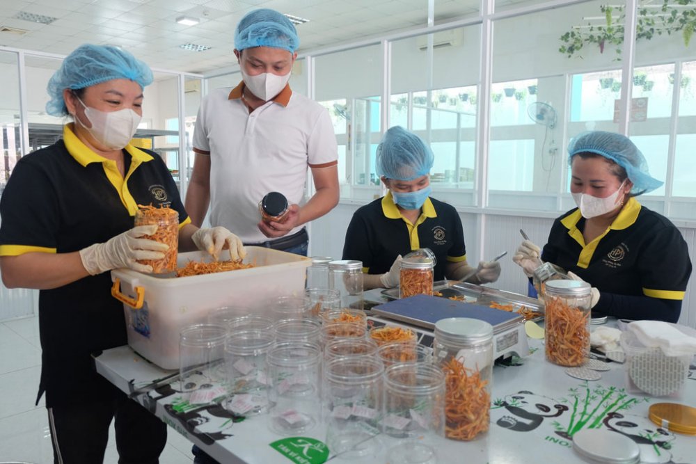 Ứng dụng công nghệ cao đưa đông trùng hạ thảo Việt đến gần người tiêu dùng