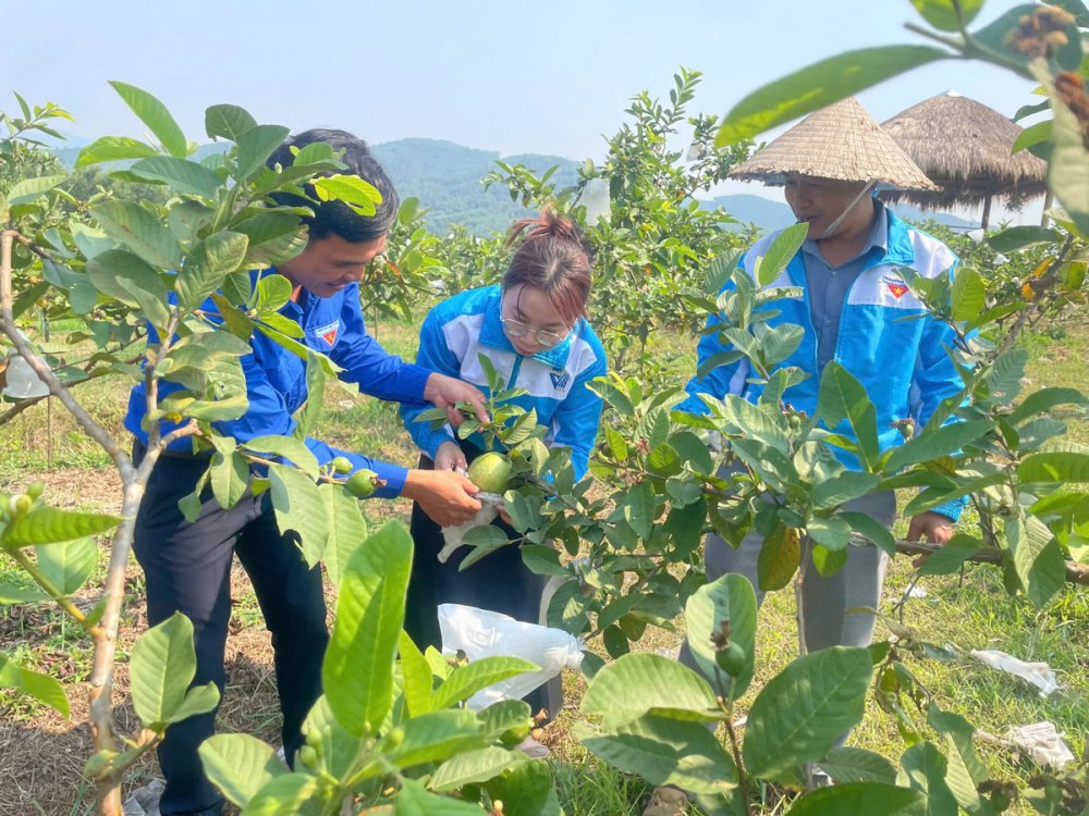 Nữ thanh niên tiên phong khởi nghiệp với mô hình kinh tế nông nghiệp bền vững