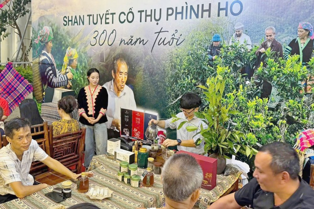 Thanh niên khởi nghiệp, làm giàu từ cây chè trên vùng cao Phình Hồ