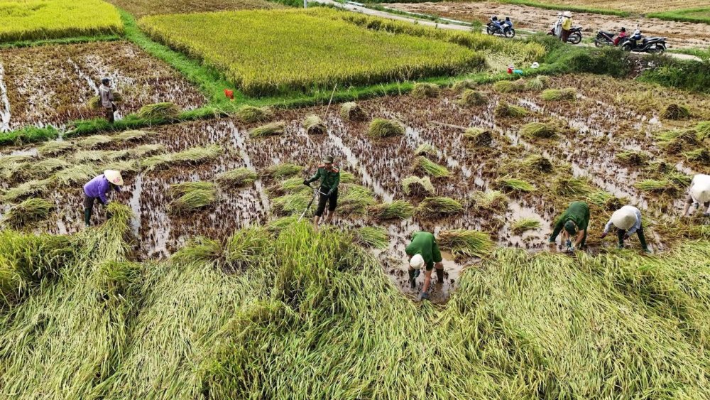 Đà Nẵng: Công an, thanh niên giúp người dân cứu lúa sau mưa lớn