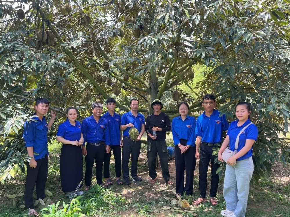 Biến vườn rẫy thành sinh kế bền vững, thu nhập nửa tỉ đồng mỗi năm