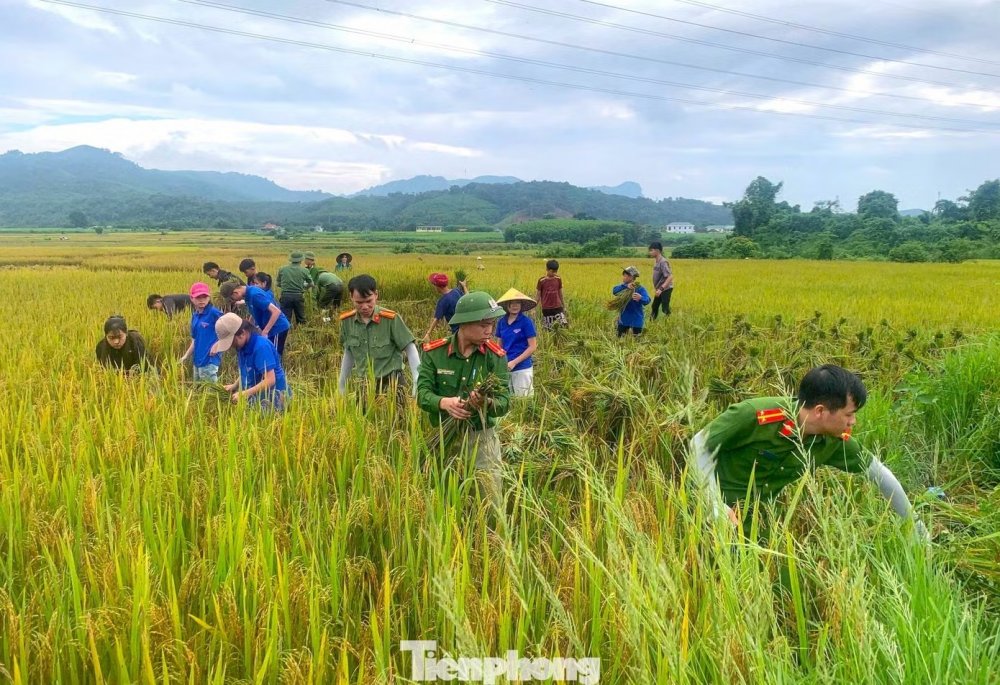 Màu áo xanh trên những cánh đồng mùa vàng