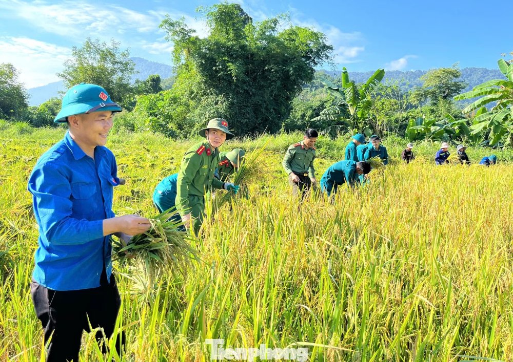'Áo xanh' xuống đồng chạy đua với mùa gặt